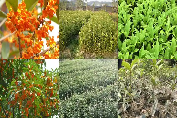 八月桂花香多少集1683767443922