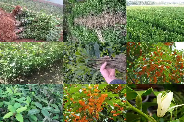 八月桂花遍地开什么时候创作的1683767461272