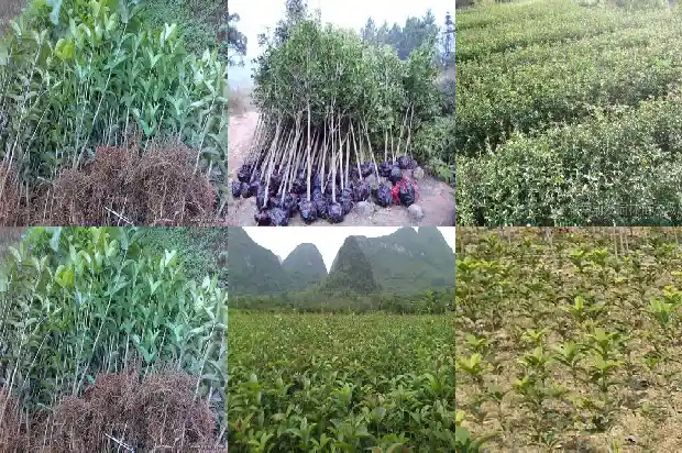 八月桂花遍地开什么时候创作的1683767461367