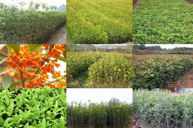八月桂花遍地开的背景1683767473329