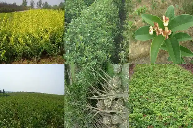 八月桂花遍地开的背景1683767473423