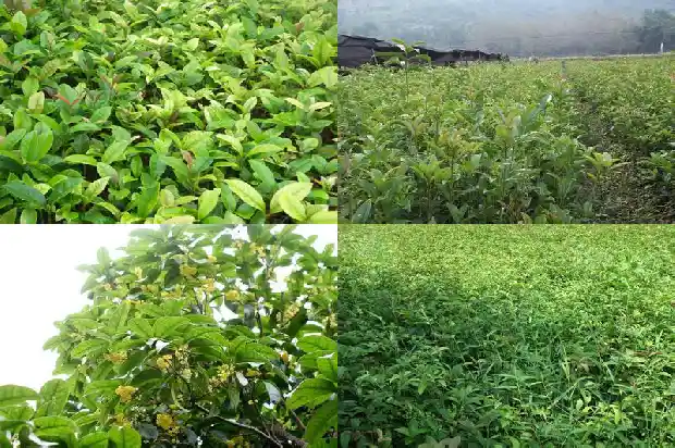 八月桂花遍地开的背景1683767473471