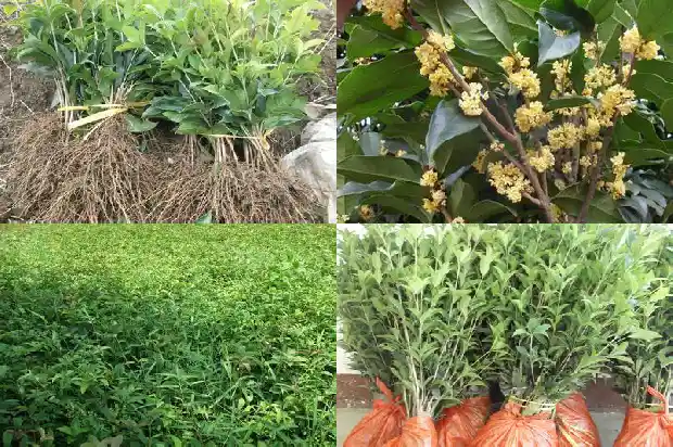 桂花树种家门口风水好吗1690677394178
