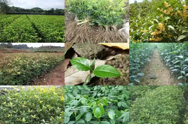 八月的桂八月的桂花遍地开1683767481093