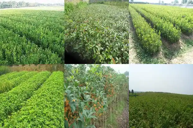 八月桂花遍地开的创作背景和意义1683767488896