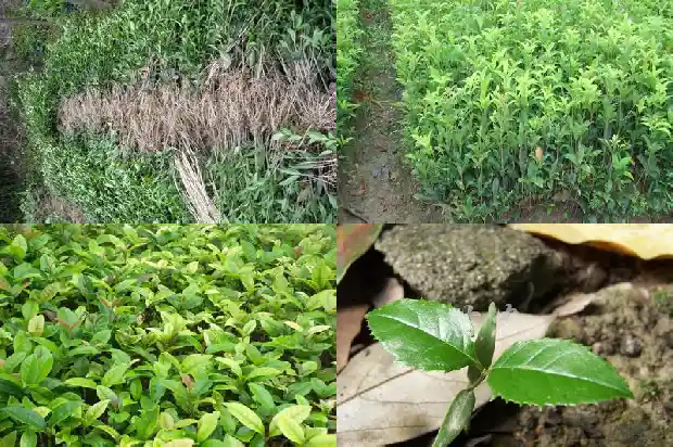 八月桂花遍地开作曲家是谁1683767498728