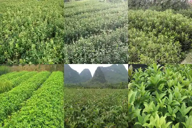 一个桂花树的价格多少元一棵1689837653698