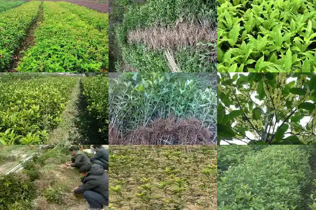 小说八月桂花遍地开的创作背景1683767528523