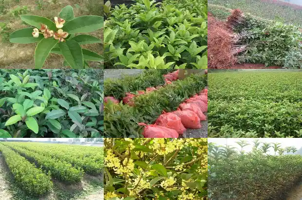 小说八月桂花遍地开的创作背景1683767528571