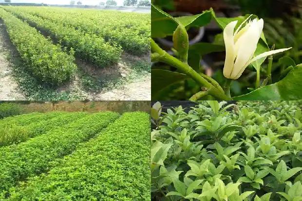桂花为什么不值钱了呢1688435662367