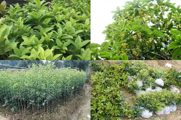 八月桂花遍地开 小提琴 钢琴伴奏谱1683767536261