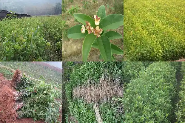 八月桂花遍地开 小提琴琴谱1683767557892