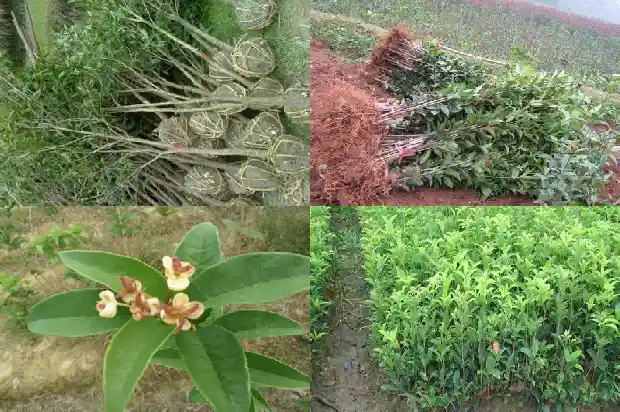 八月桂花遍地开电视剧在哪儿可以看1683767568171
