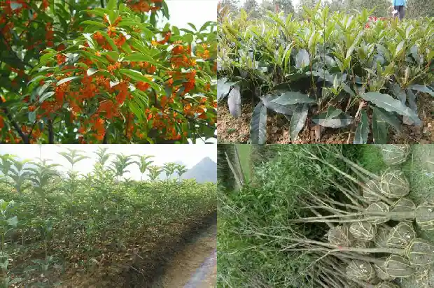八月桂花遍地开是什么生肖动物1683767576102