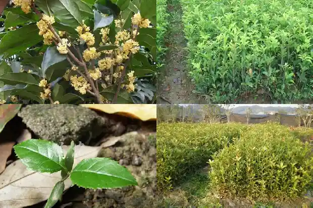 八月桂花遍地开是什么生肖动物1683767576150