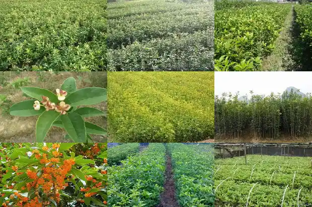 八月桂花遍地香指什么生肖1683767592172