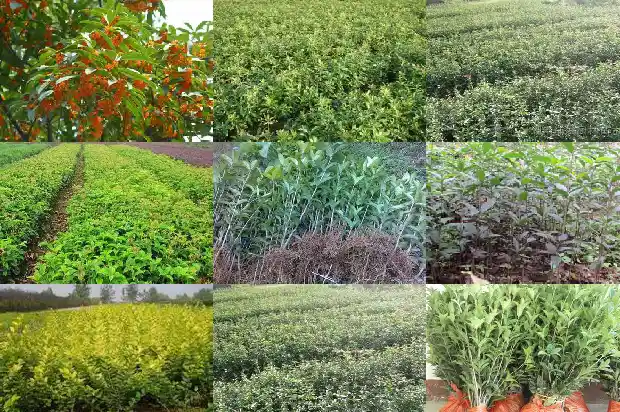 八月桂花遍地香指什么生肖1683767592219