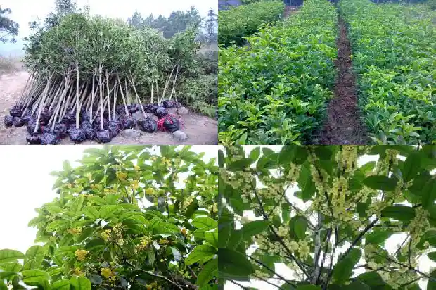 八月桂花遍地开是什么意思1683767600029