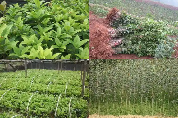 八月桂花遍地开指什么生肖1683767612140