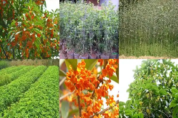 八月桂花遍地开指什么生肖1683767612188