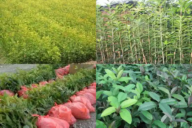 八月桂花遍地开指什么生肖1683767612283