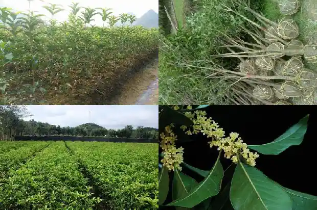 八月桂花遍地开是什么生肖?1683767619974