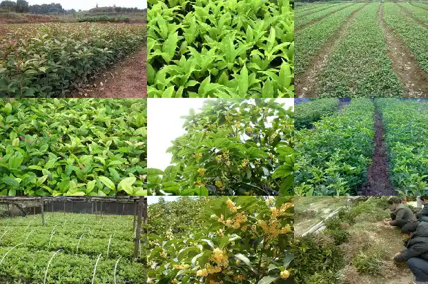 门前种桂花树代表什么意思呀1690158870500