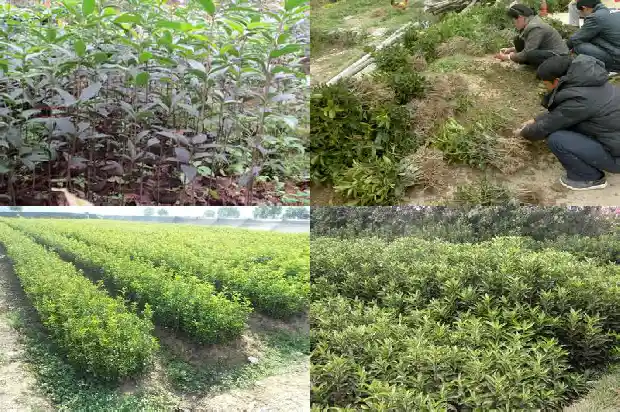 桂花树木材价格走势分析报告书1683767657585