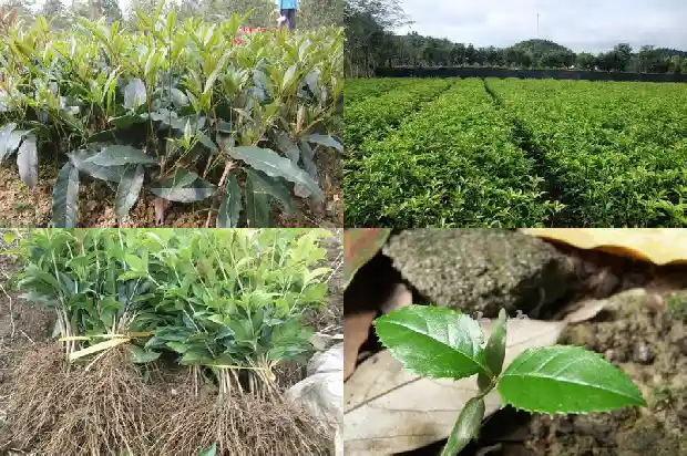 桂花树木材价格走势分析报告书1683767657633