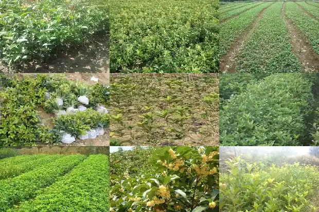 桂花树种植多久收益1683767665295