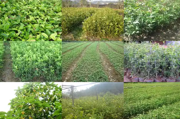 桂花树种植多久收益1683767665343