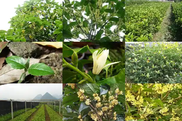 现在有人收桂花树吗1683767674801