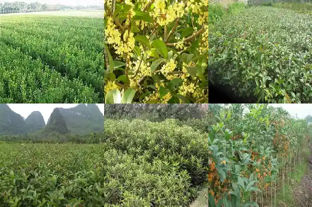 现在有人收桂花树吗1683767674849