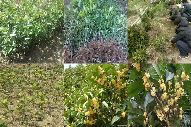 桂花树回收价格多少钱一棵1683767684889