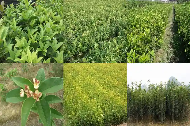 桂花树回收价格多少钱一棵1683767684937