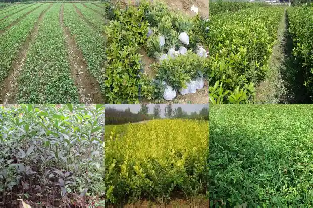 桂花树回收价格多少钱一棵1683767684985