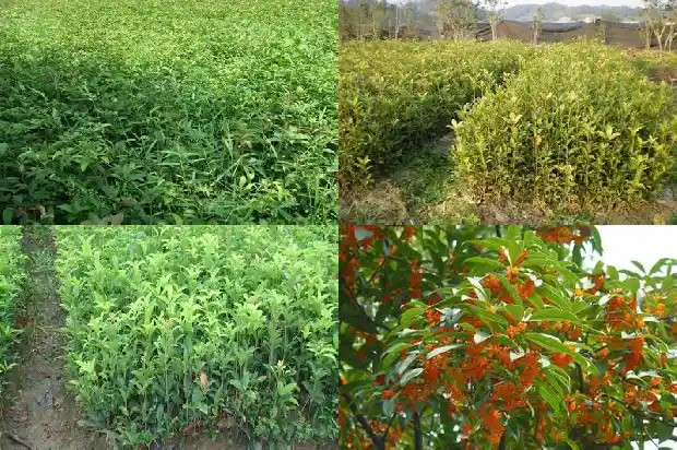 桂花回收价格1683767712234