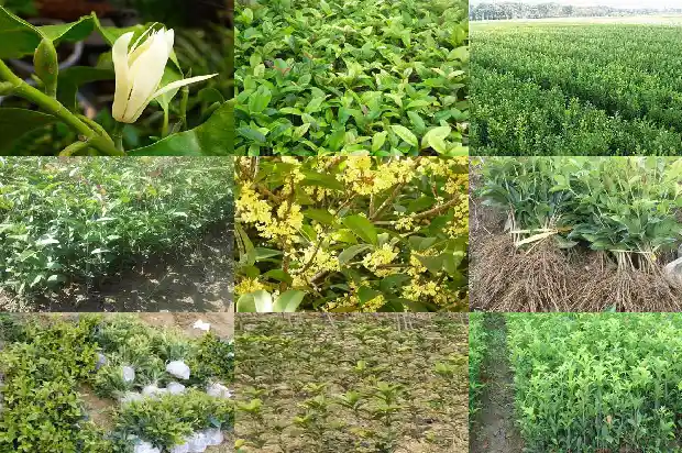 桂花树怎样栽培成活率高一点1688862060102