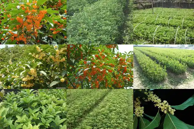 桂花树能做家具吗1683767805869