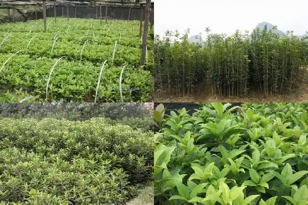 家里可以种桂花树吗?1683767816161