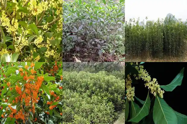 桂花种苗价格表1689726383157