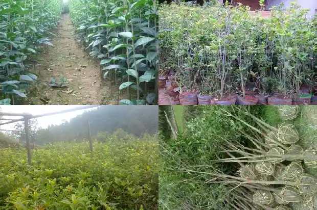 家里可以盆栽桂花树吗风水好吗1683767824000