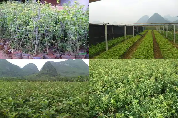 结种子的桂花树好吗1690158920183
