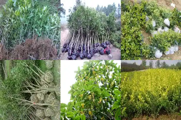 桂花树种在家里好吗?1683767841562