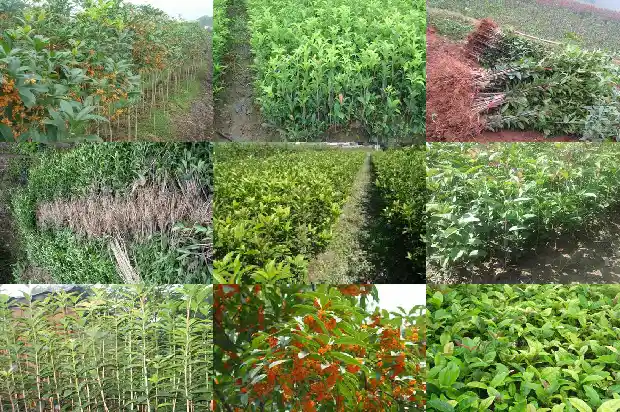 桂花树种在家里好吗?1683767841609