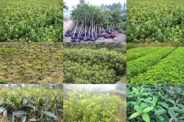 桂花树可以做什么家具1683767851447