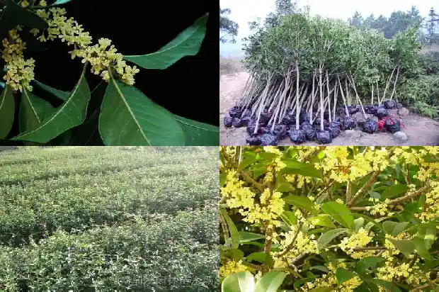桂花树木材可以做家具吗有毒1683767871255