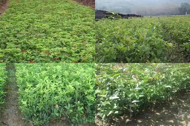 桂花树木材可以做家具吗有毒1683767871350