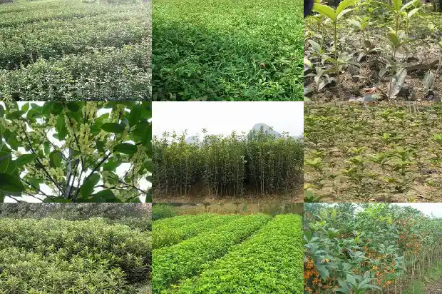 桂花树能在家里吗怎么养1683767878960