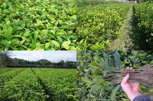 桂花树能在家里吗怎么养1683767879008